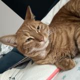 Picture of cat lost at Saint Nazaire