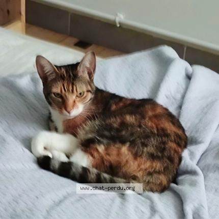 Photo 1/1 H&eacute;ra Chat lost in Les gonds