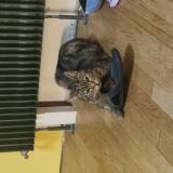 Picture of cat lost at Beauvais