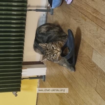 Photo 1/1 Ezio Chat lost in Beauvais