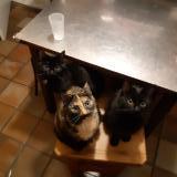 Picture of cat lost at Saint Brieuc