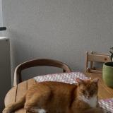 Picture of cat lost at Saint Maurice Colombier