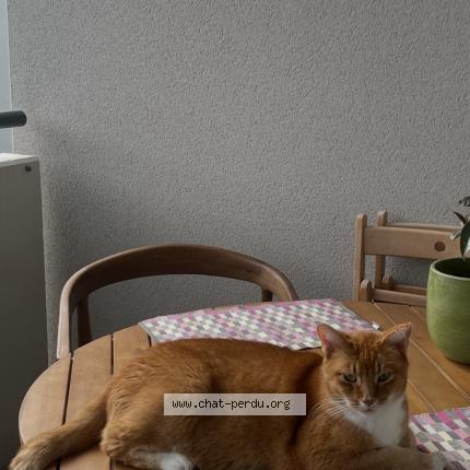 Photo 1/1 Tyler Chat lost in Saint maurice colombier