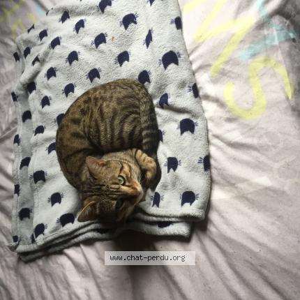 Photo 1/1 tigrou Chat lost in Villenave