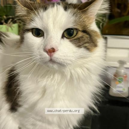 Photo 1/1 Peel Chat lost in Villers le lac