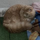 Picture of cat lost at Morez