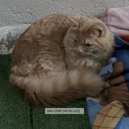 Photo 1/1 tophy Chat lost in Morez