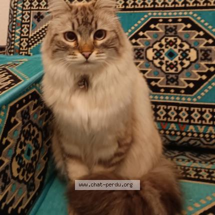 Photo 1/1 Nala Chat lost in Perpignan