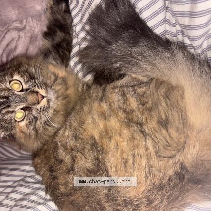 Photo 1/1 MAYA Chat lost in 13009 marseille 09