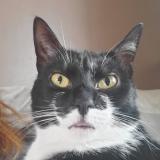 Picture of cat lost at Chelles