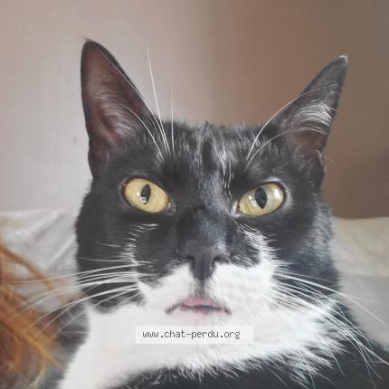 Photo 1/1 Thelma Chat lost in Chelles