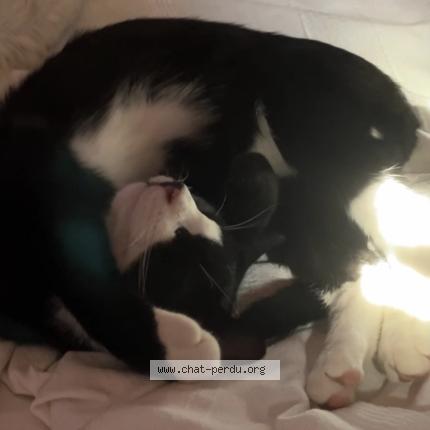 Photo 1/1 Oreo Chat lost in Castets et castillon