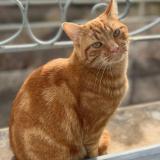 Picture of cat lost at Vincelles