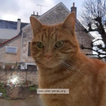 Photo 1/1 MIO MIMI CARAMEL Chat lost in Vincelles