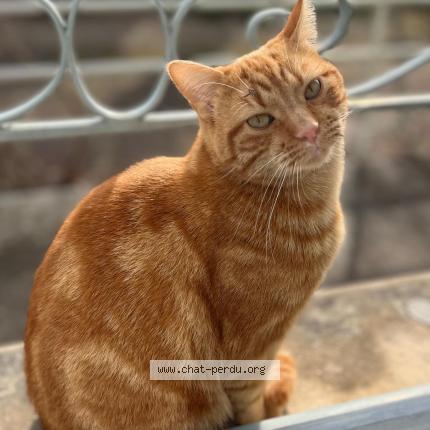 Photo 1/1 MIO MIMI CARAMEL Chat lost in Vincelles