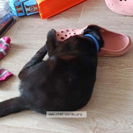 Photo 1/1 Hades Chat lost in Argences