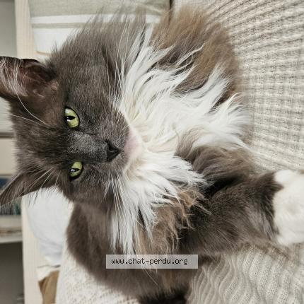 Photo 1/1 Mazou Chat lost in Brest