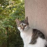 Picture of cat lost at Belfort