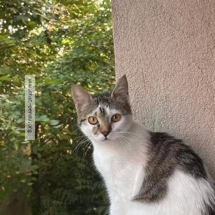 Photo 1/1 loumi Chat lost in Belfort