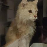 Picture of cat found at Mouxy