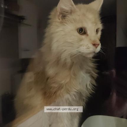 Photo 1/1 Found cat Found in Mouxy