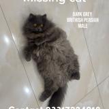 Picture of cat lost at Rawalpindi