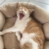 Picture of cat lost at Douville En Auge