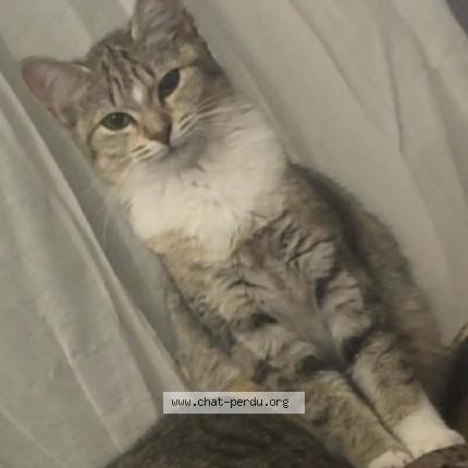 Photo 1/1 Arthemis Chat lost in Marcinelle