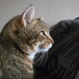 Picture of cat lost at Beaulieu Sur Layon