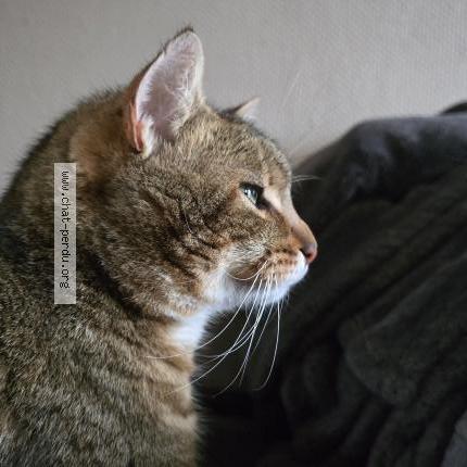 Photo 1/2 Simba Chat lost in Beaulieu sur layon