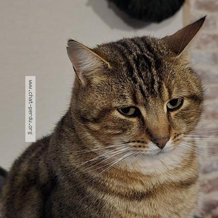 Photo 2/2 Simba Chat lost in Beaulieu sur layon