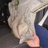 Picture of cat found at Belley