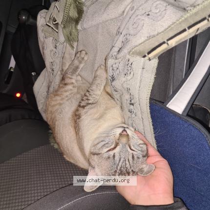 Photo 1/1 Found cat Found in Belley