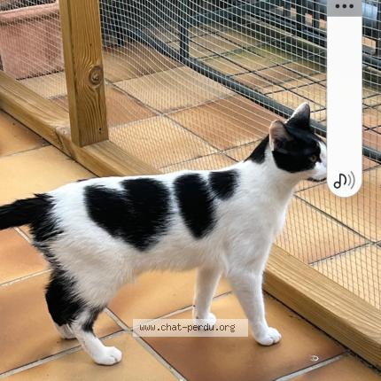 Photo 1/1 Dolce Chat lost in Paris