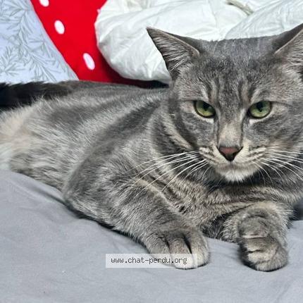 Photo 1/1 Ganaelle Hette Chat lost in Noyelles sous lens