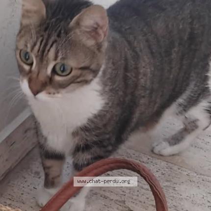 Photo 1/1 Mimi Chat lost in Le cannet