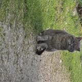 Picture of cat found at St Hilaire Sur Erre
