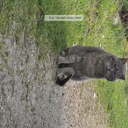 Photo 1/1 Found cat Found in St hilaire sur erre