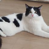 Picture of cat lost at Lille