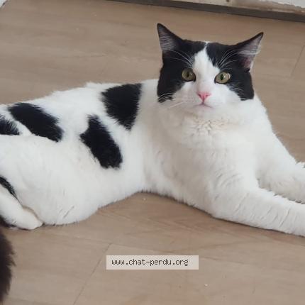 Photo 1/1 Pixxo Chat lost in Lille