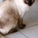 Picture of cat lost at Saint Barthelemy