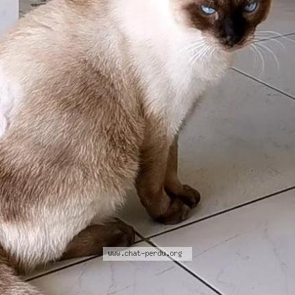 Photo 1/2 Arlow Chat lost in Saint barthelemy