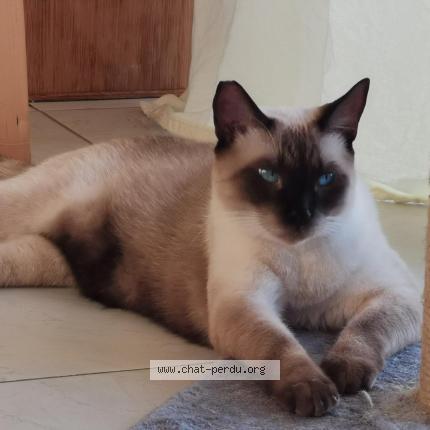 Photo 2/2 Arlow Chat lost in Saint barthelemy