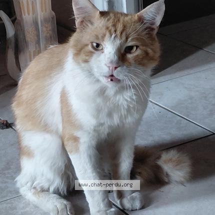 Photo 1/1 Rapido Chat lost in Paulhan