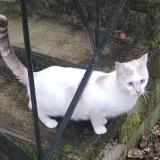 Picture of cat lost at Cahors