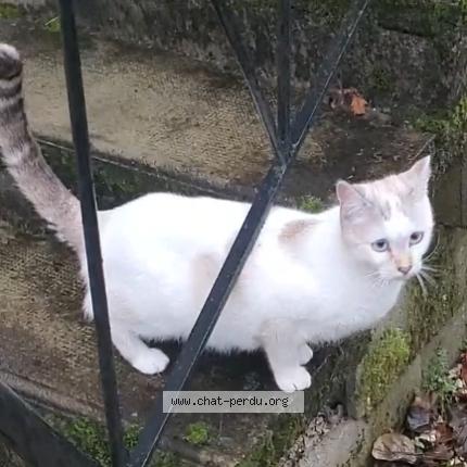 Photo 1/1 Aska Chat lost in Cahors