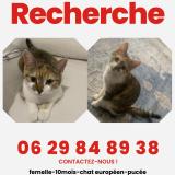Picture of cat lost at Rixheim