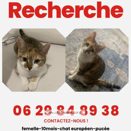 Photo 1/1 Nova Chat lost in Rixheim