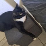 Picture of cat lost at Schoelcher