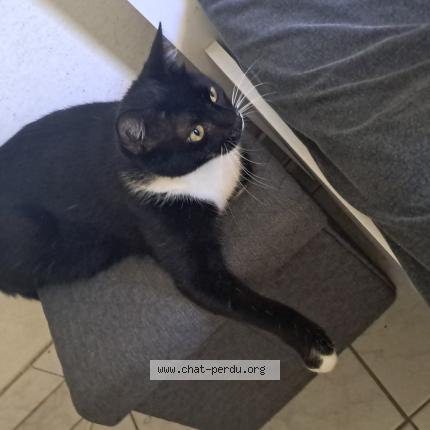 Photo 1/1 Nina Chat lost in Schoelcher